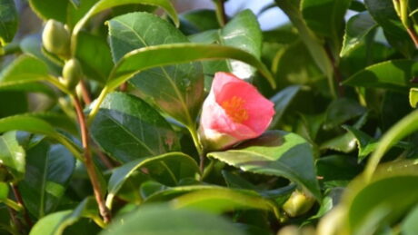 Perfume Esencia de la Isla de La Toja de Casa Riestra, ejemplo de perfumes de lujo en Galicia.
